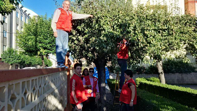 Los voluntarios de Cruz Roja recogen la cosecha