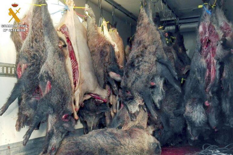 Jabalíes intervenidos por la Guardia Civil en una operación contra la caza ilegal.