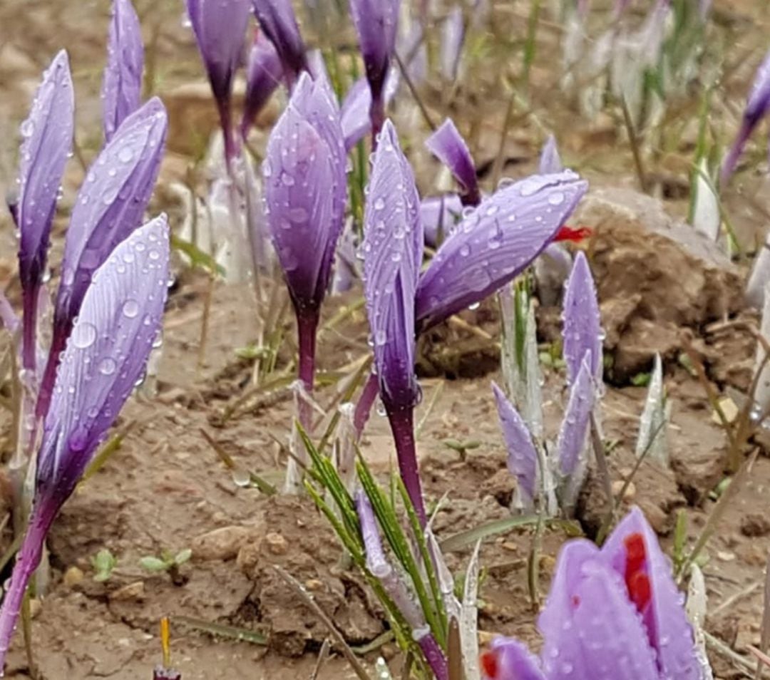 Flor del azafrán