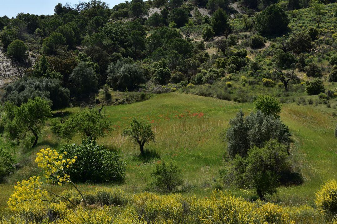 Cabezo de la Jara, el bosque perfecto y puerta hacia Andalucía.