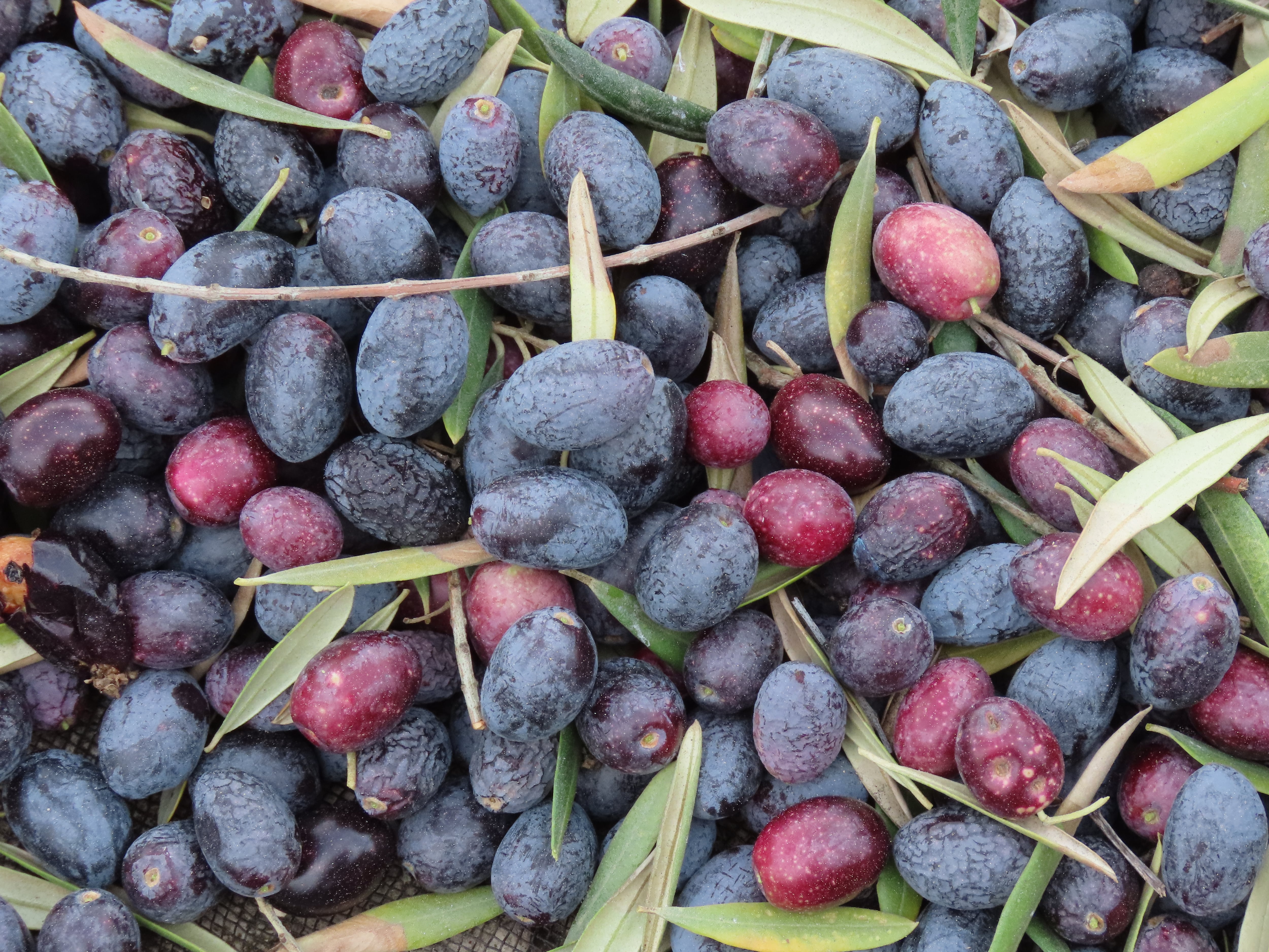 Aceituna de almazara para la producción de aceite de oliva.