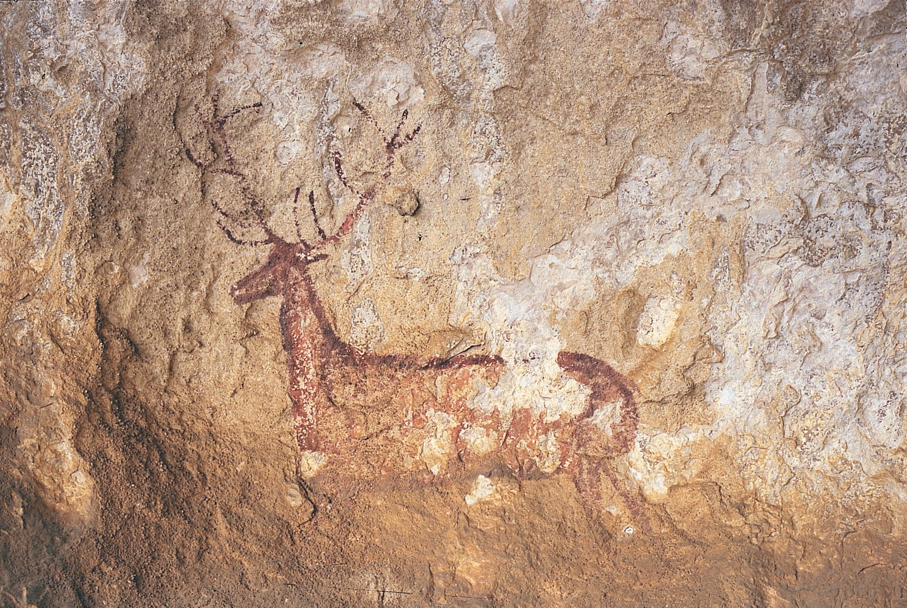 Pintura rupestre "Ciervo de Chimiachas"