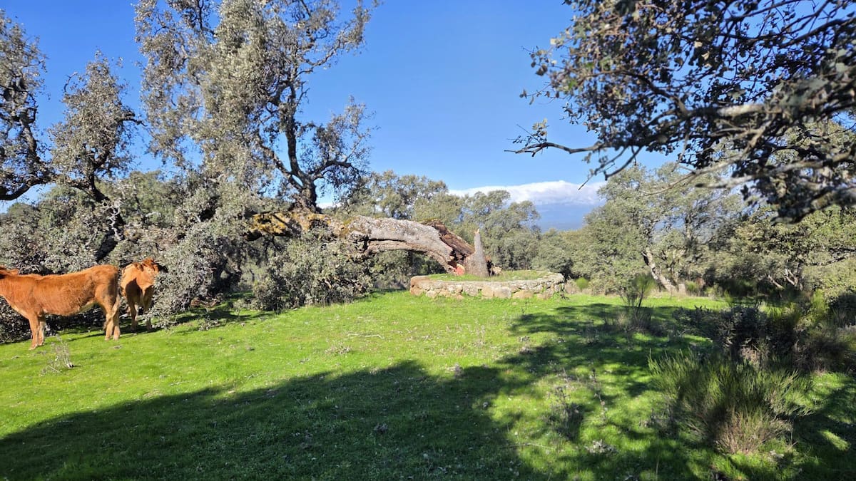 Entrevista a Javier Carrillo, alcalde de Cervera de los Montes, sobre la caída de la encina "La Merejil"