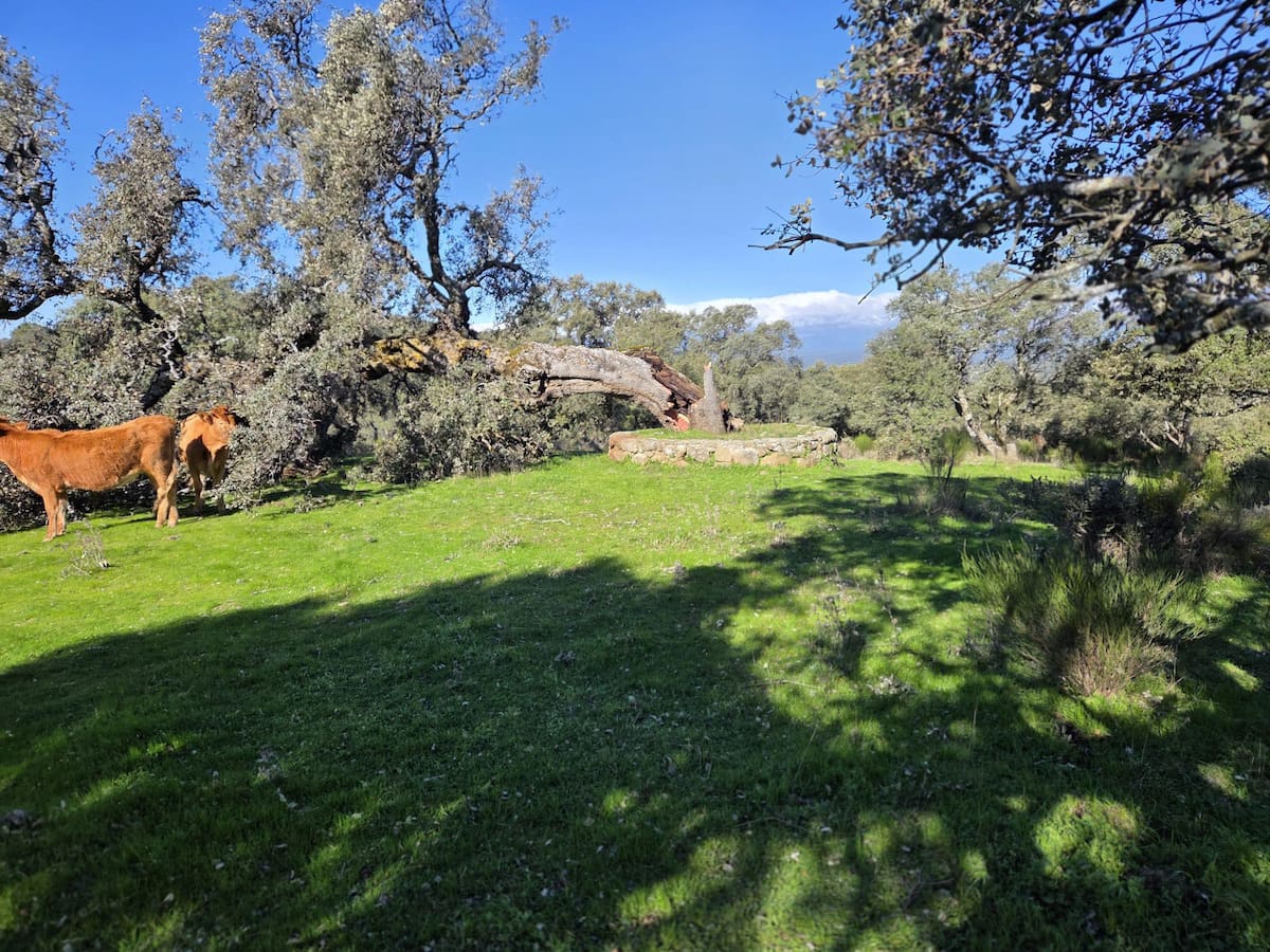 Cervera de los Montes sufre las consecuencias del temporal: el viento tumba a la centenaria encina "Merejil"