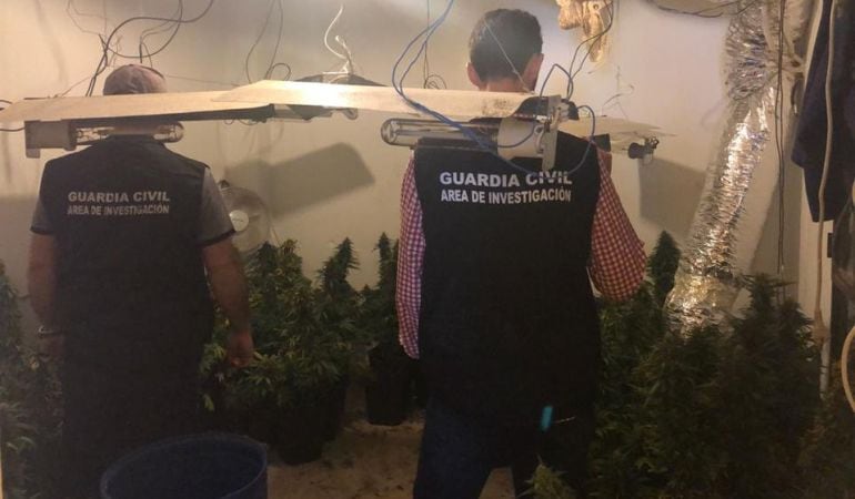 Plantación de marihuana en el interior de un domicilio