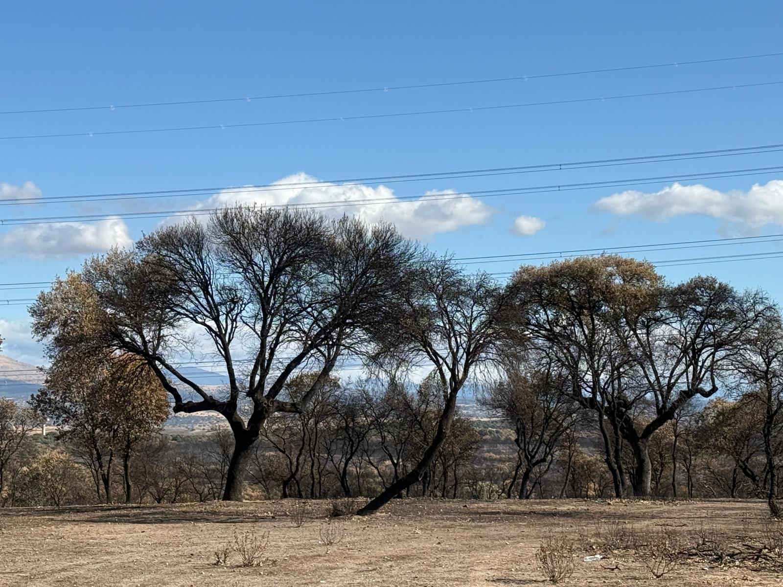 Bosque quemado en Soto de Viñuelas