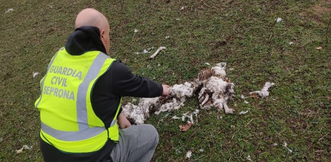 En el terreno se encontraban los cadáveres de dos ovejas y un cabrito en estado de descomposición y restos de lana amontonada.