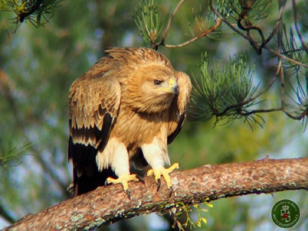 Águila Imperial