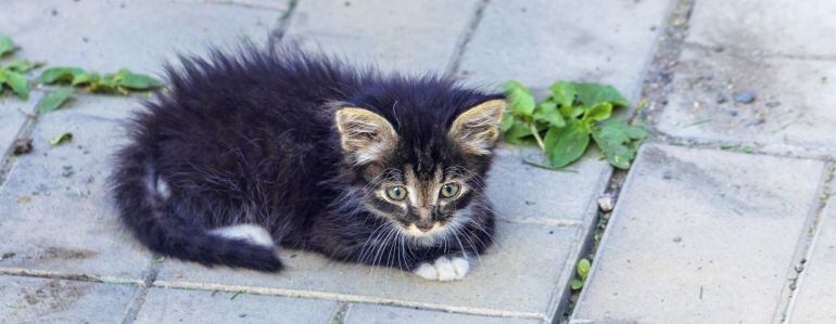 Gato callejero