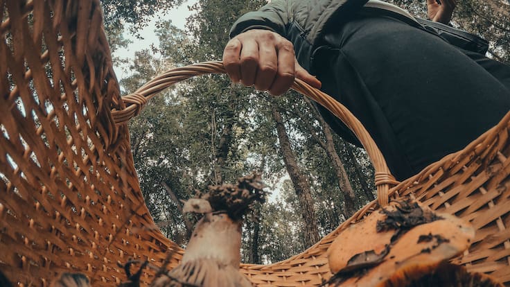 El cambio climático y la falta de relevo generacional ponen en riesgo la afición por el estudio y la recogida de setas en Bizkaia