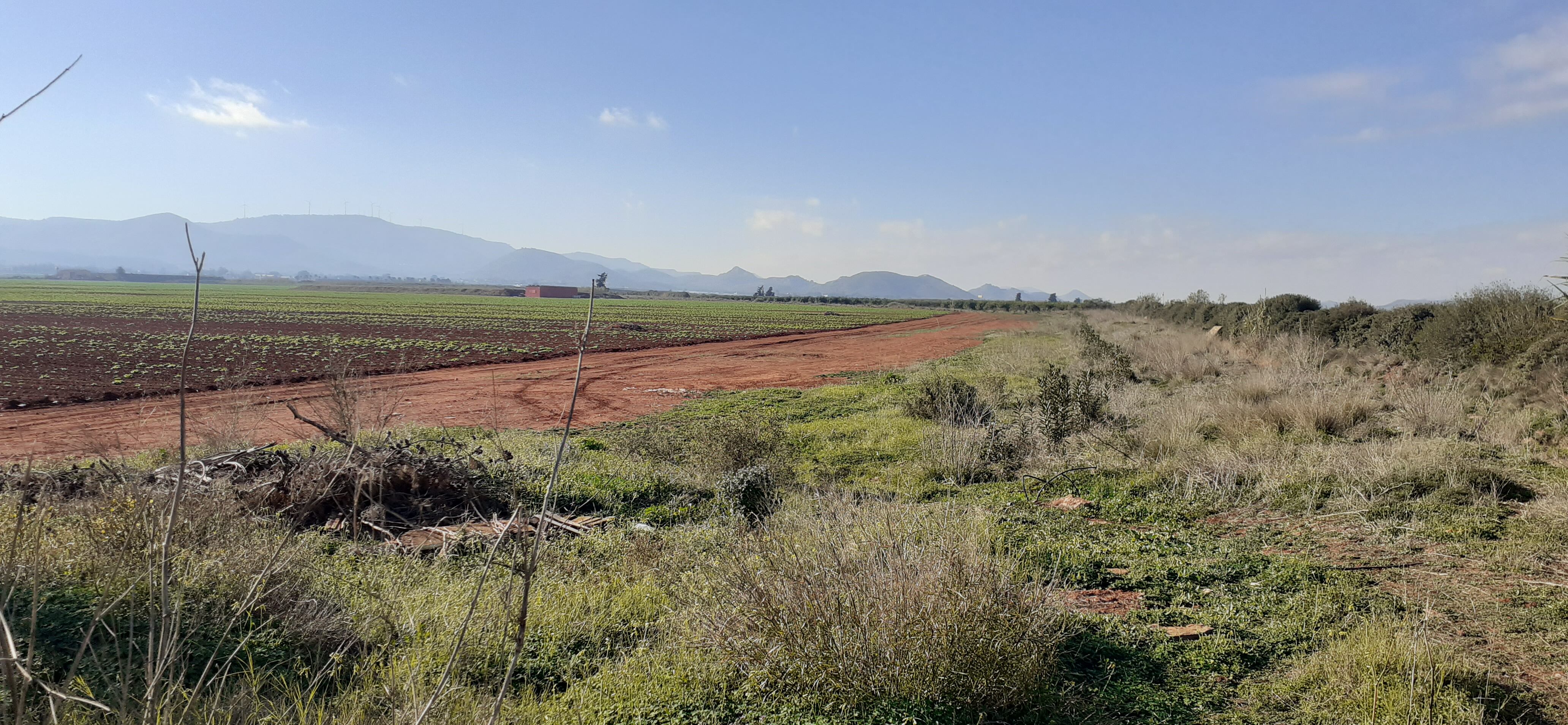 Vía pecuaria de la zona de Torre Pacheco