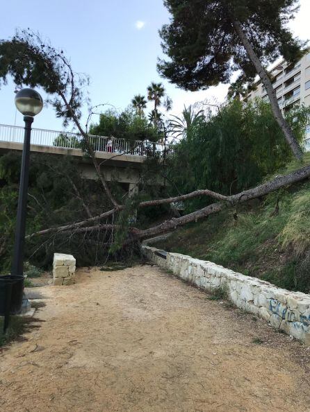 Pino caido por la lluvia y el viento en el cauce del rio Vinalopó