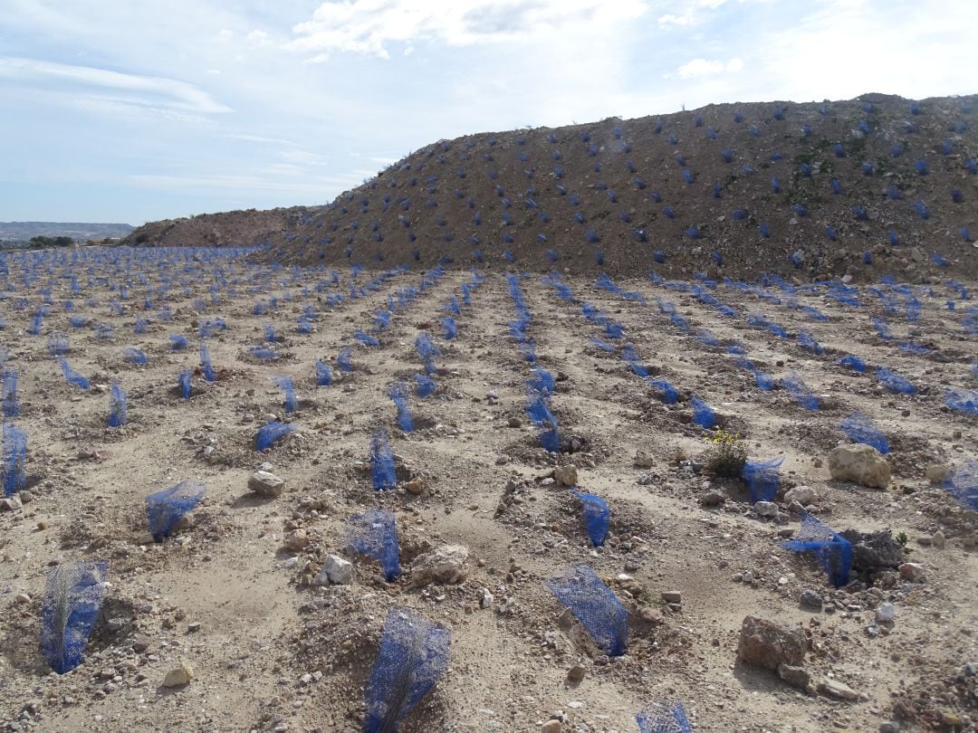 Reforestación en una antigua cantera