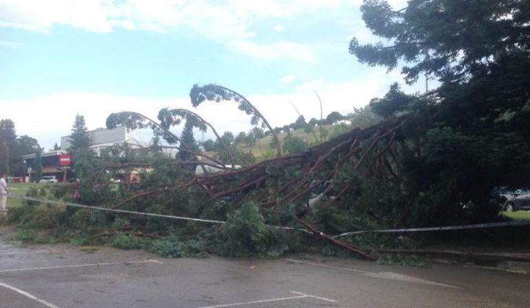 Imagen del arbol que ha caído en Pamplona sobre cinco alicantinos