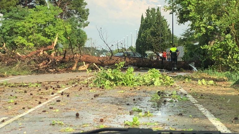 Un árbol corta una de las calles de acceso a Garrapinillos