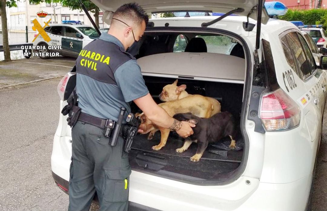 Perros recuperados