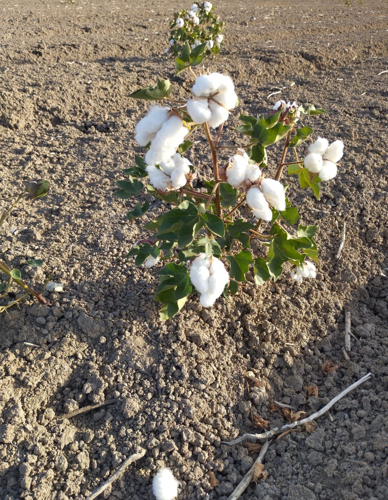 Algodón cultivado en la provincia de Sevilla