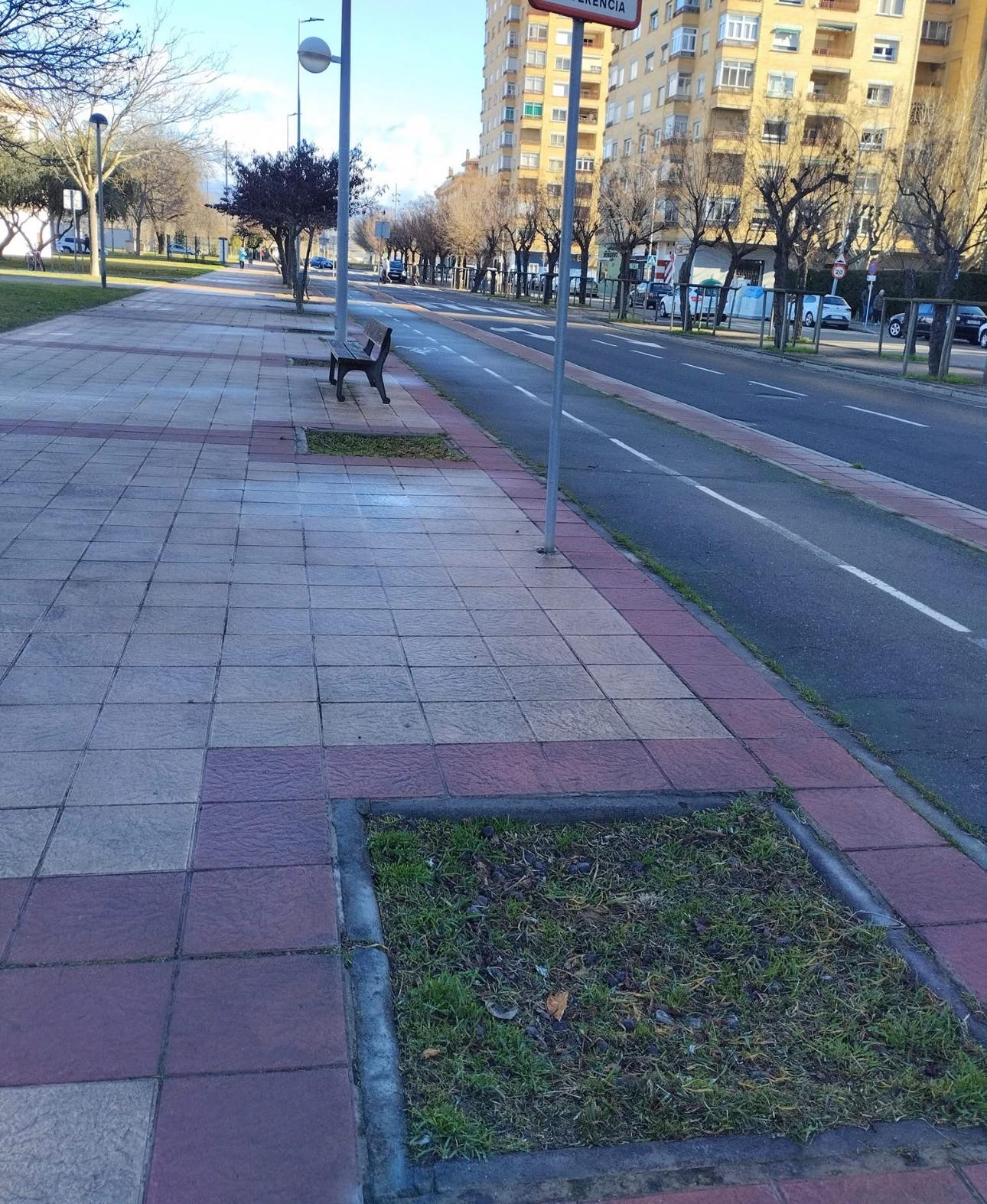 Alcorques vacíos como los que denuncia el Partido Verde