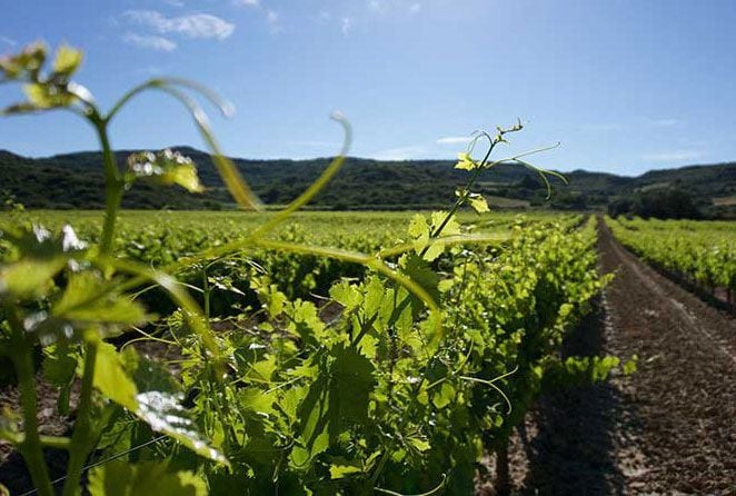 Viñedo en Navarra.