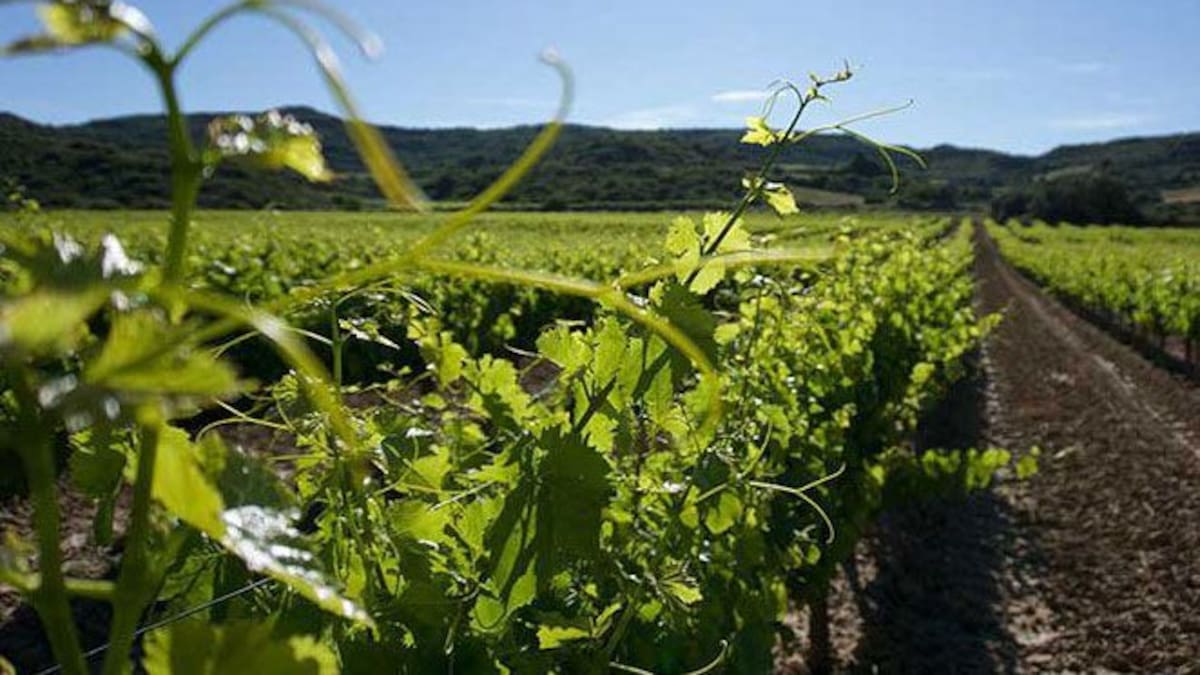 Navarra publica su "Guía de Enoturismo"