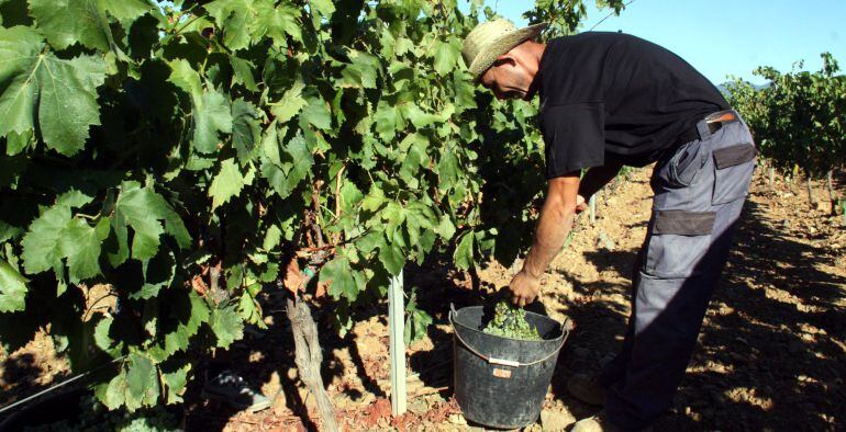 La verema ja ha començat.