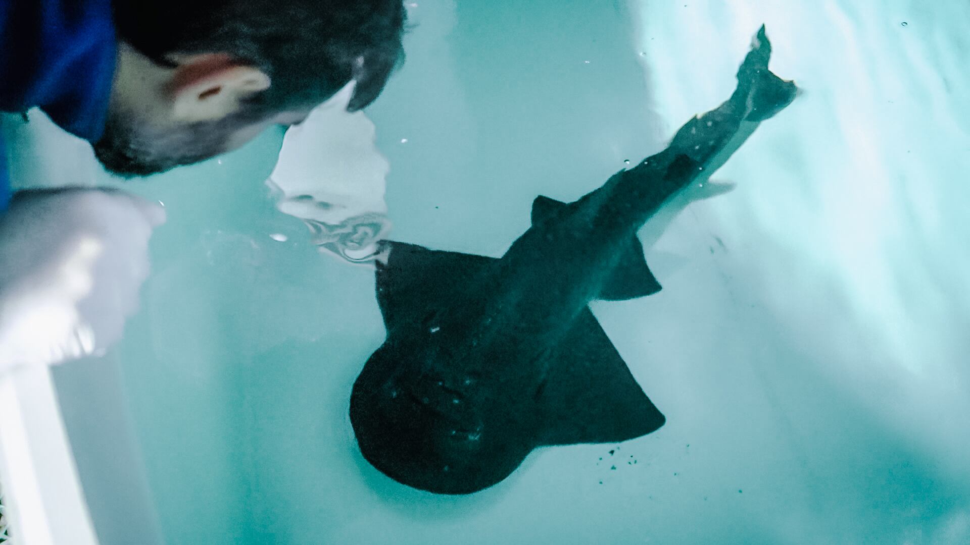 Un veterinario del Oceanogràfic observa una de las rhinas