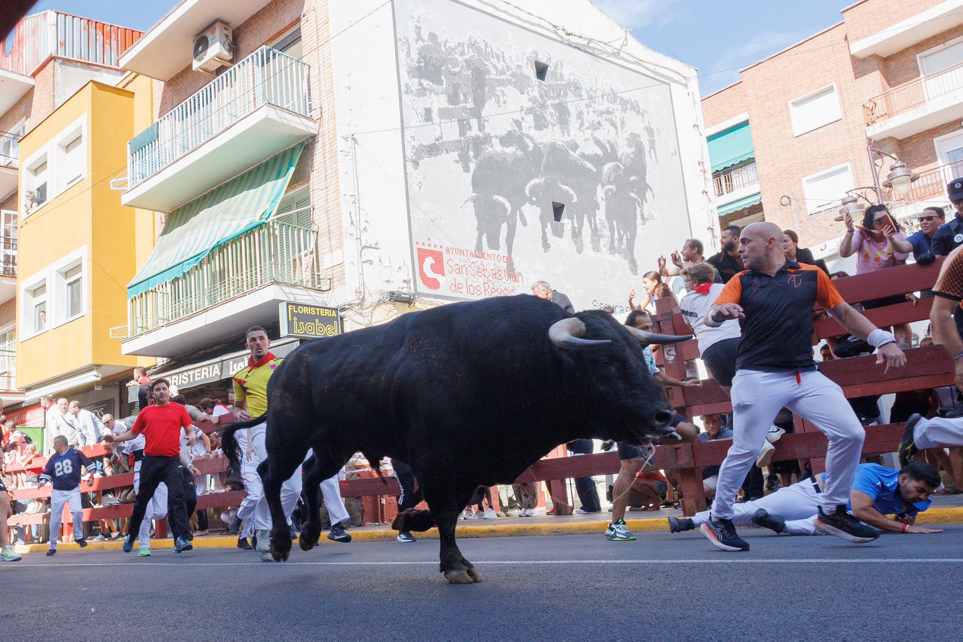 FOTODELDIA SAN SEBASTIÁN DE LOS REYES, 30/08/2025.- Los mozos corren ante los toros durante el séptimo encierro de San Sebastián de los Reyes, este sábado. EFE/ Sergio Pérez
