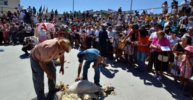 Demostración de esquileo a tijera de Colmenar Viejo