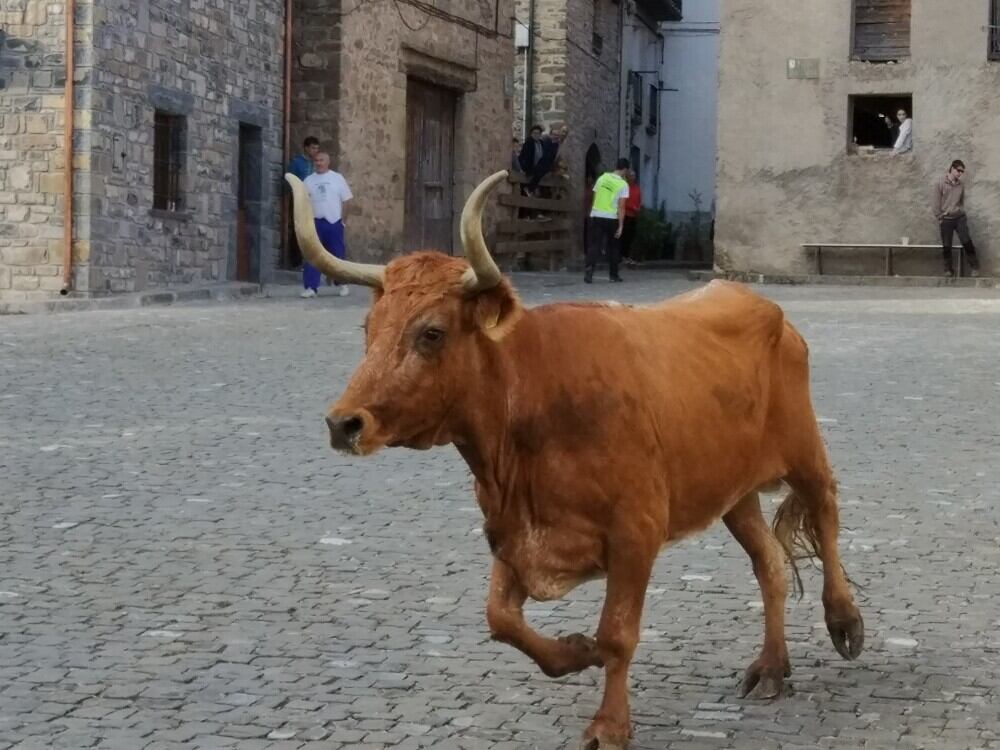 Las vaquillas, en Hecho