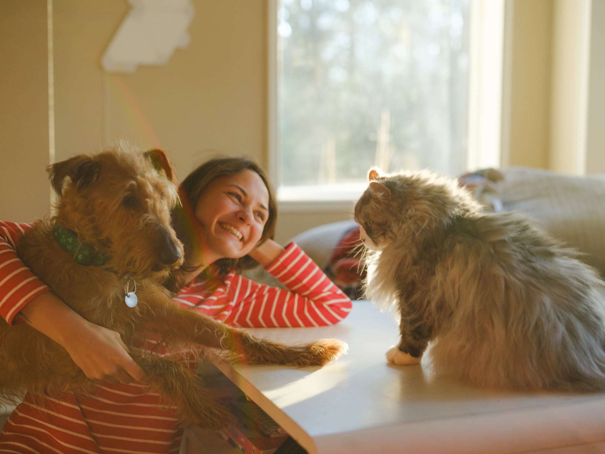 Cheerful woman cuddling with dog and cat  on the sofa on sunny afternoon
