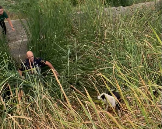 Un Policía Local de València rescata un perro que llevaba atrapado varios días en una zona de cañar en La Punta