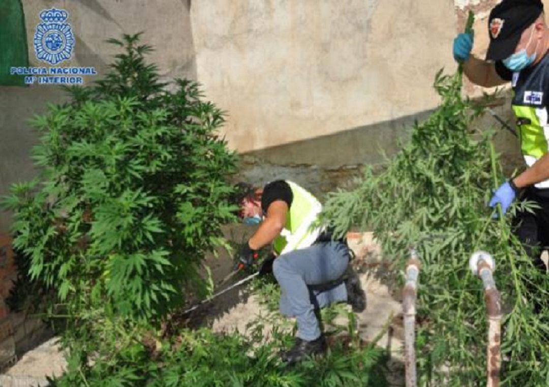Plantas de marihuana intervenidas en la operación 