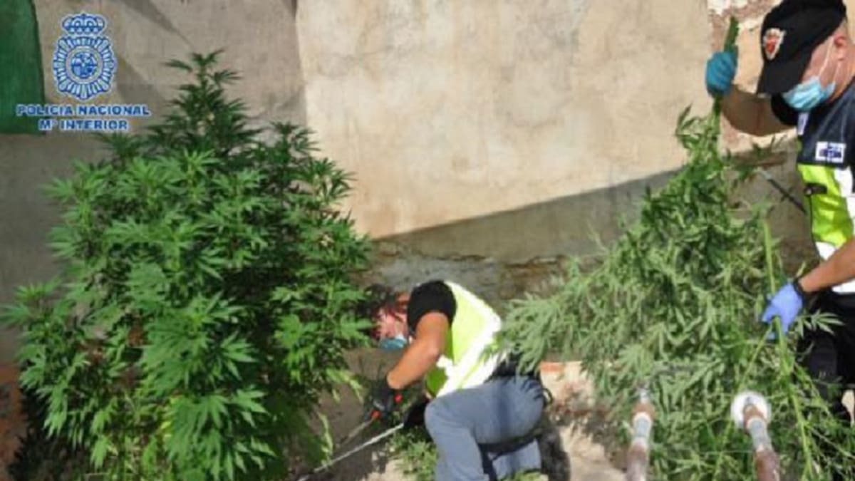 Cae uno de los mayores clanes de venta y distribución de marihuana de Puertollano