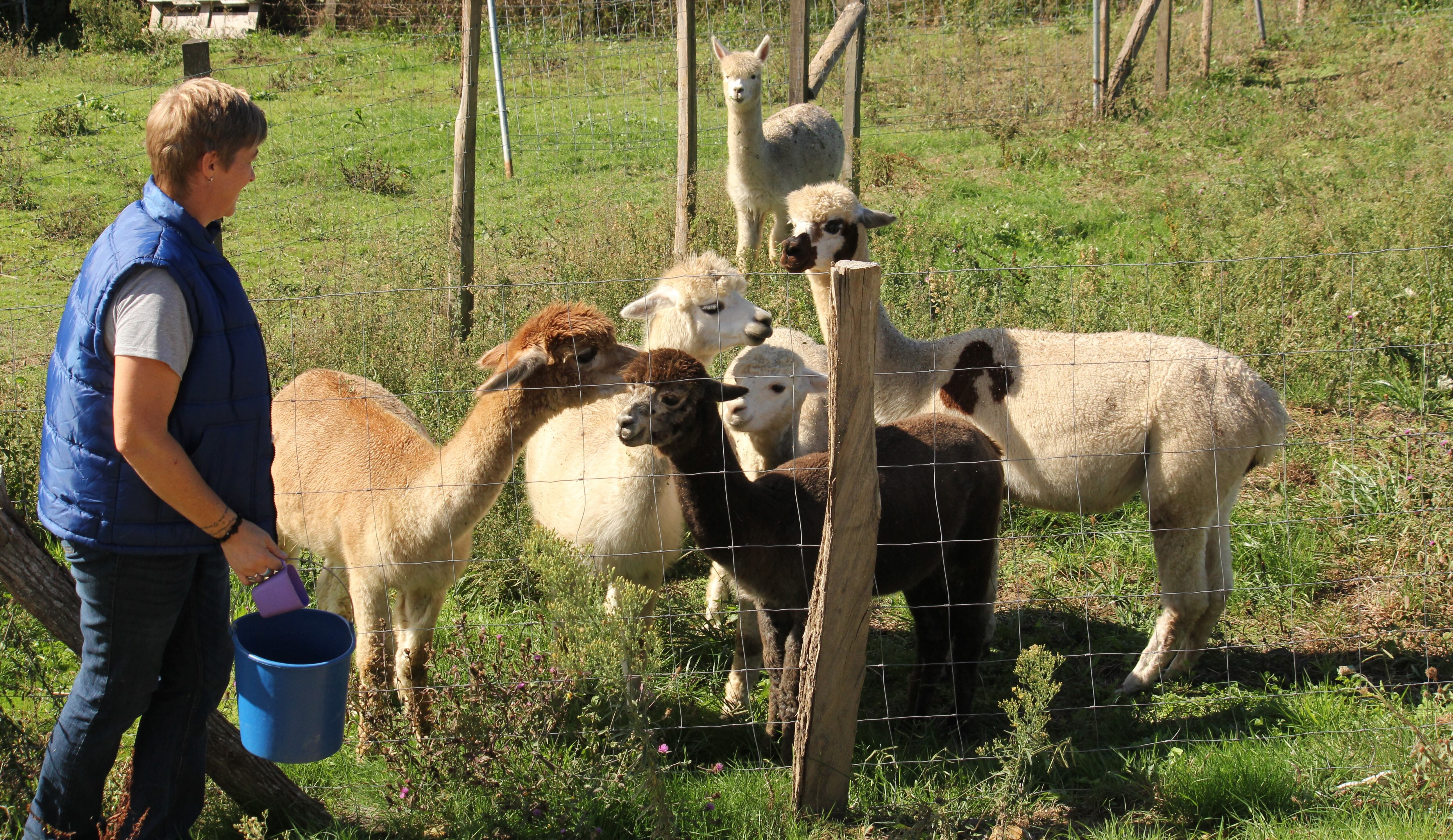 Una bibliotecaria alemana cuida alpacas en Cantabria