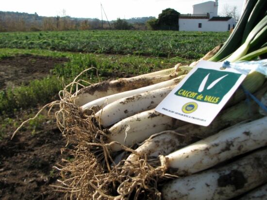 La Gran Festa de la Calçotada de Valls servirà 100.000 calçots aquest diumenge