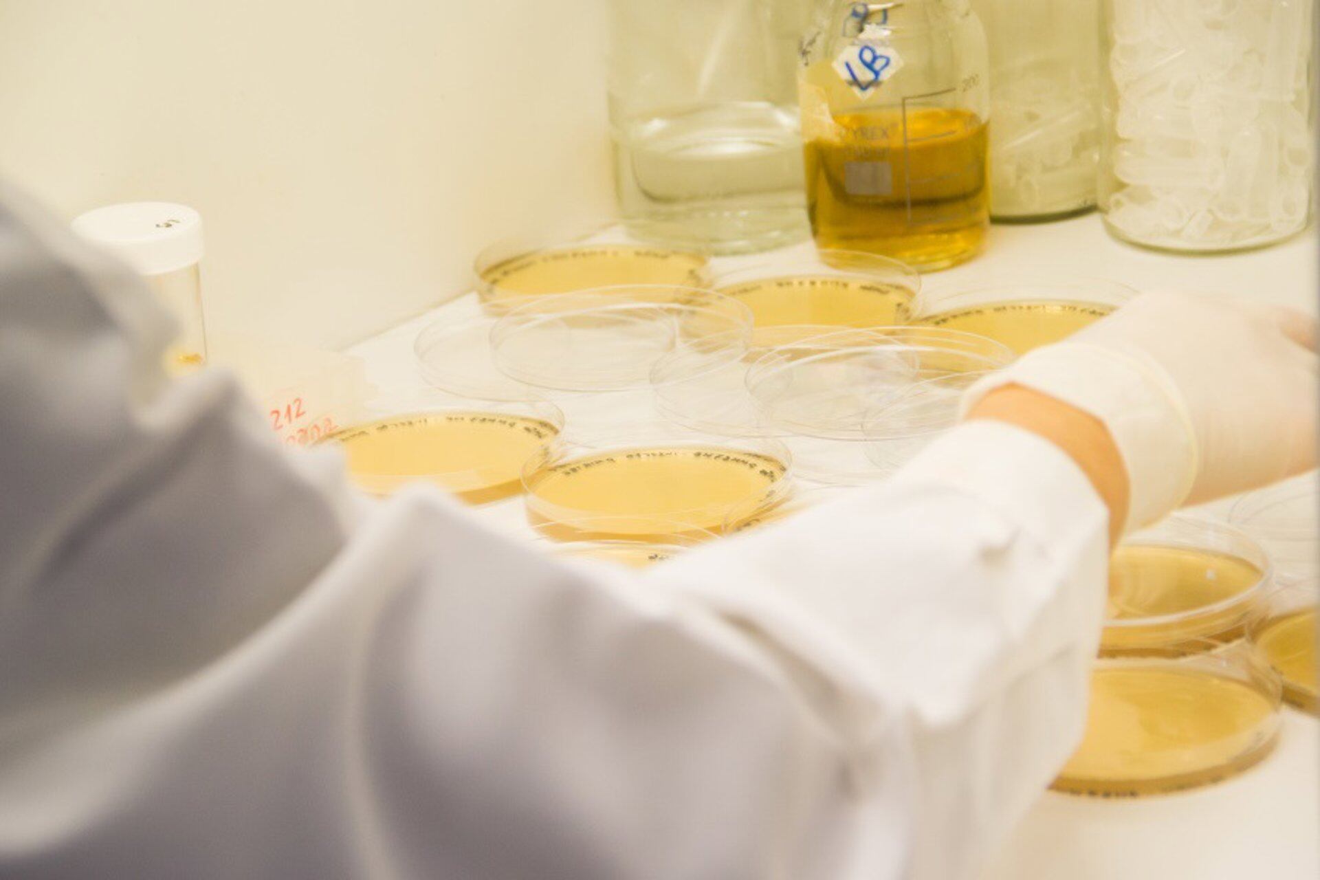 Placas de Petri/Archivo