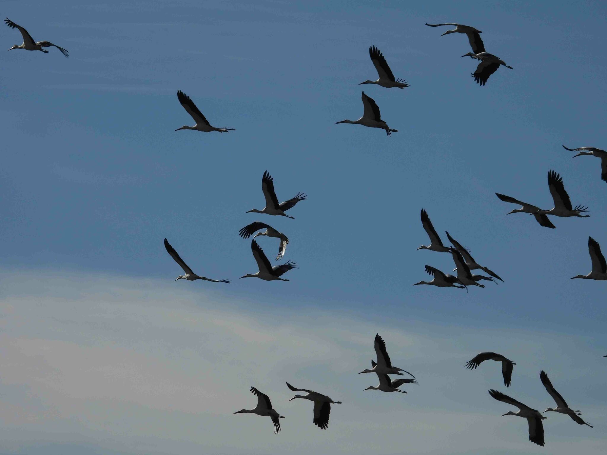 Piden estudiar por qué más de mil cigüeñas blancas llegan a Tres Cantos cada tarde para dormir