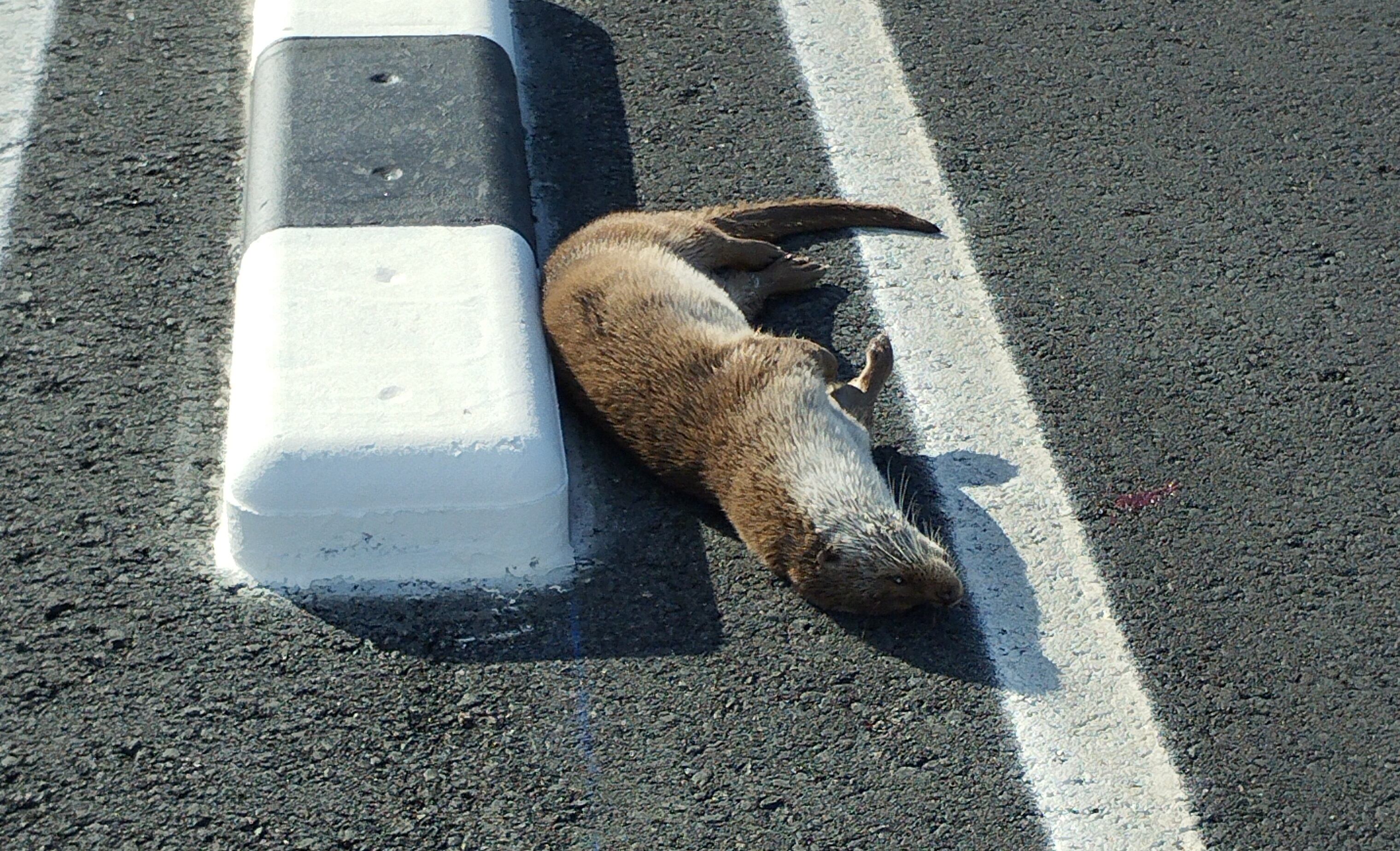 Nutria arrollada junto a El Hondo cedida por Juanjo Ruiz Sepulcre