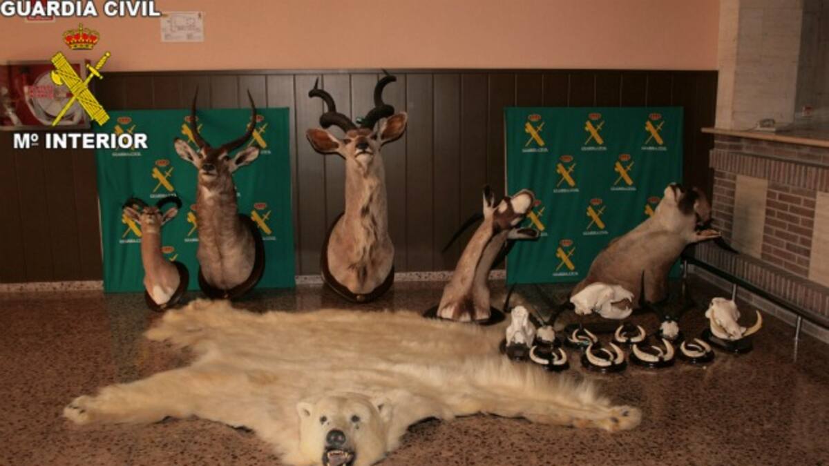 La cabeza de un oso polar disecado en los servicios de un restaurante de Barcelona