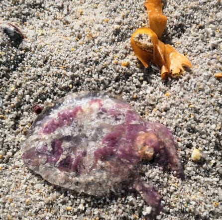 Carabela portuguesa en playa de A Coruña