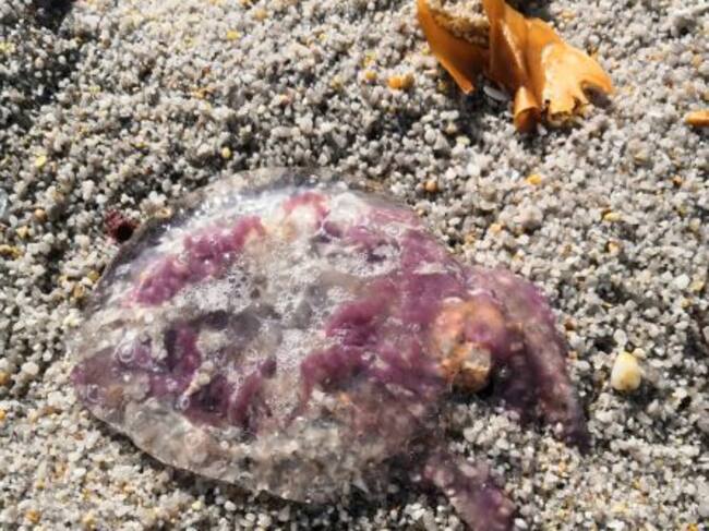 Carabela portuguesa en playa de A Coruña
