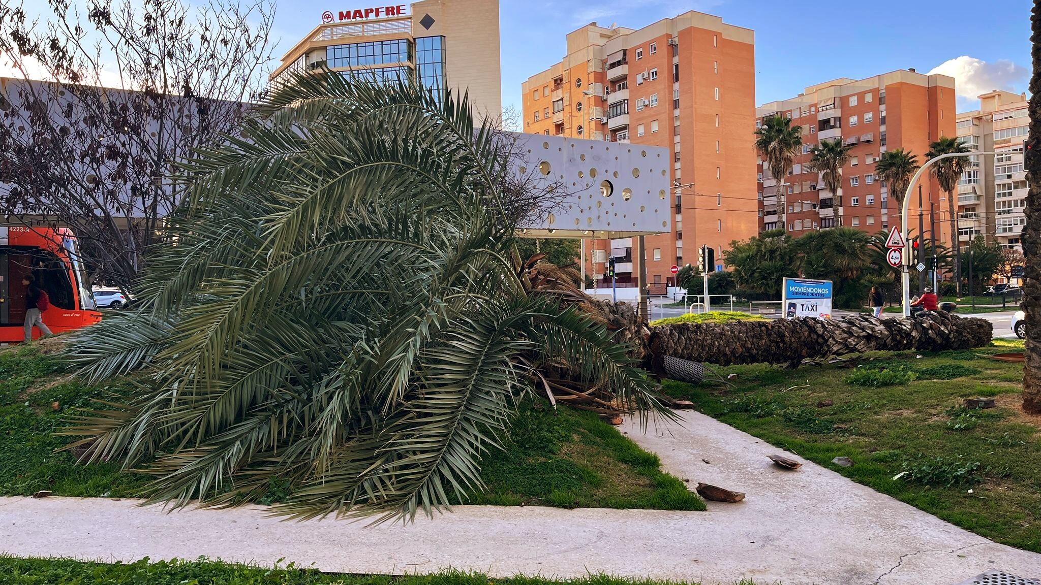 El viento derriba una palmera en la rotonda de la parada del TRAM Sergio Cardell, en Alicante