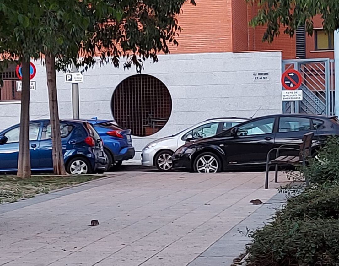 Plaga de ratas en la calle Orión de Móstoles