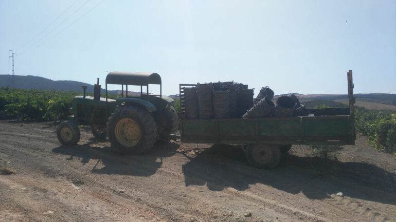 La actividad se intensificará en las viñas durante los próximos días