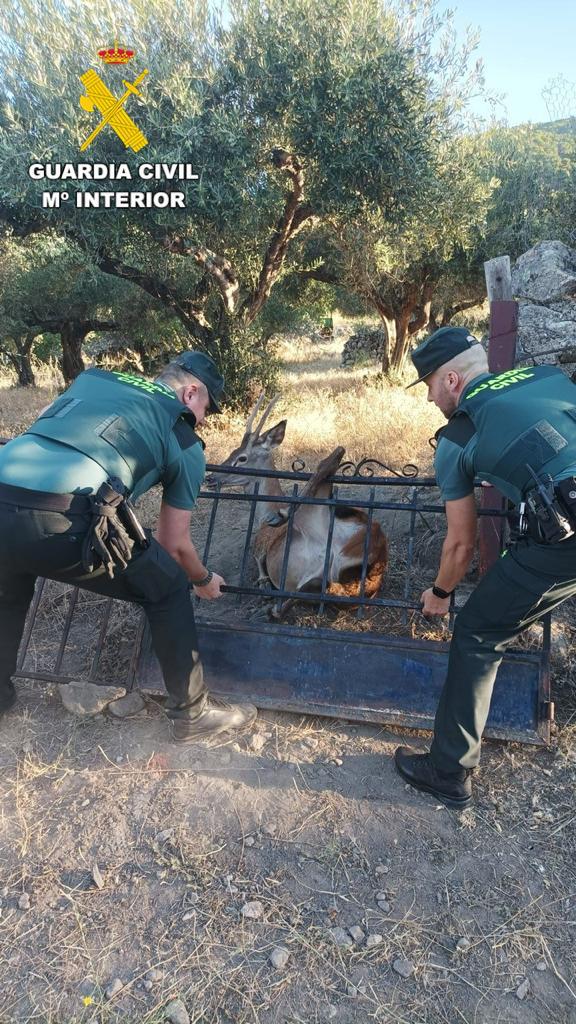 Momento en el que los agentes liberan al ciervo que había quedado atrapado en una finca particular