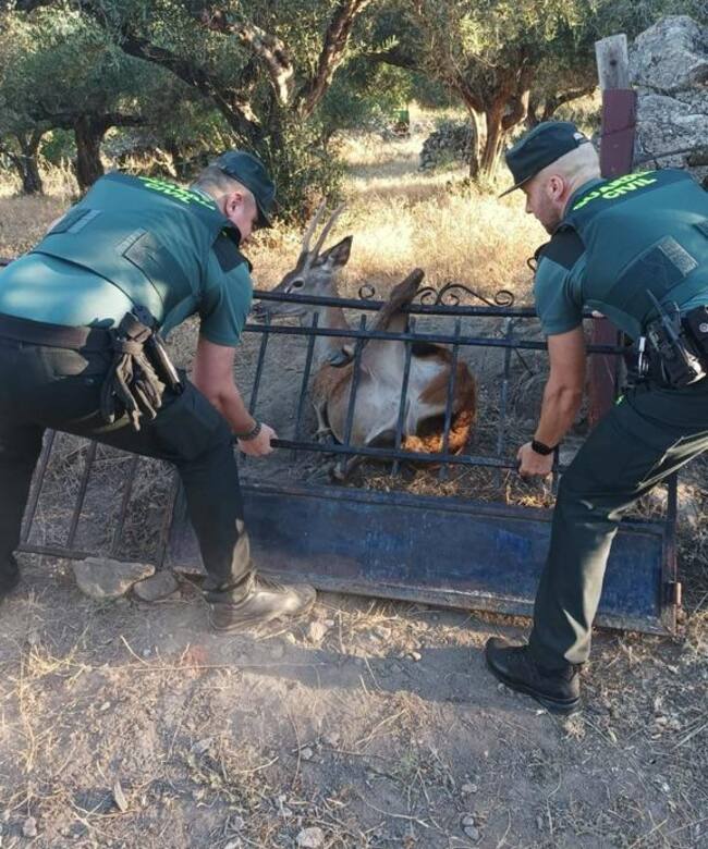 Momento en el que los agentes liberan al ciervo que había quedado atrapado en una finca particular