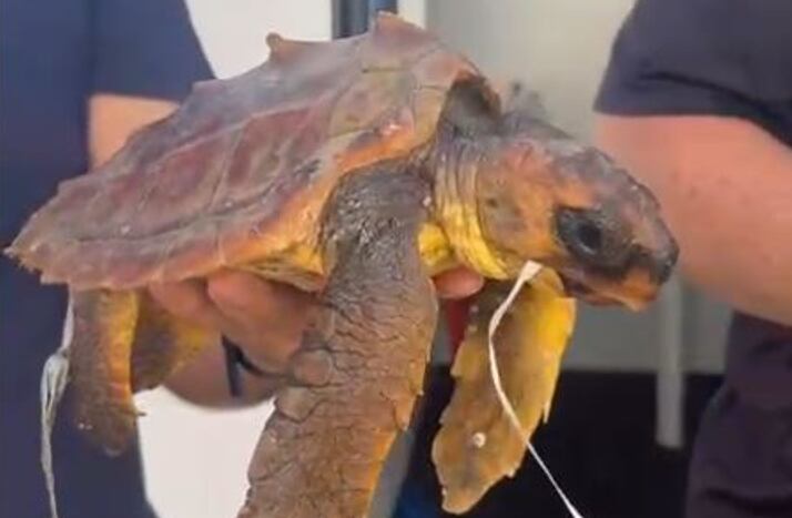 Tortuga hallada varada en Torrevieja con un globo helio en su interior