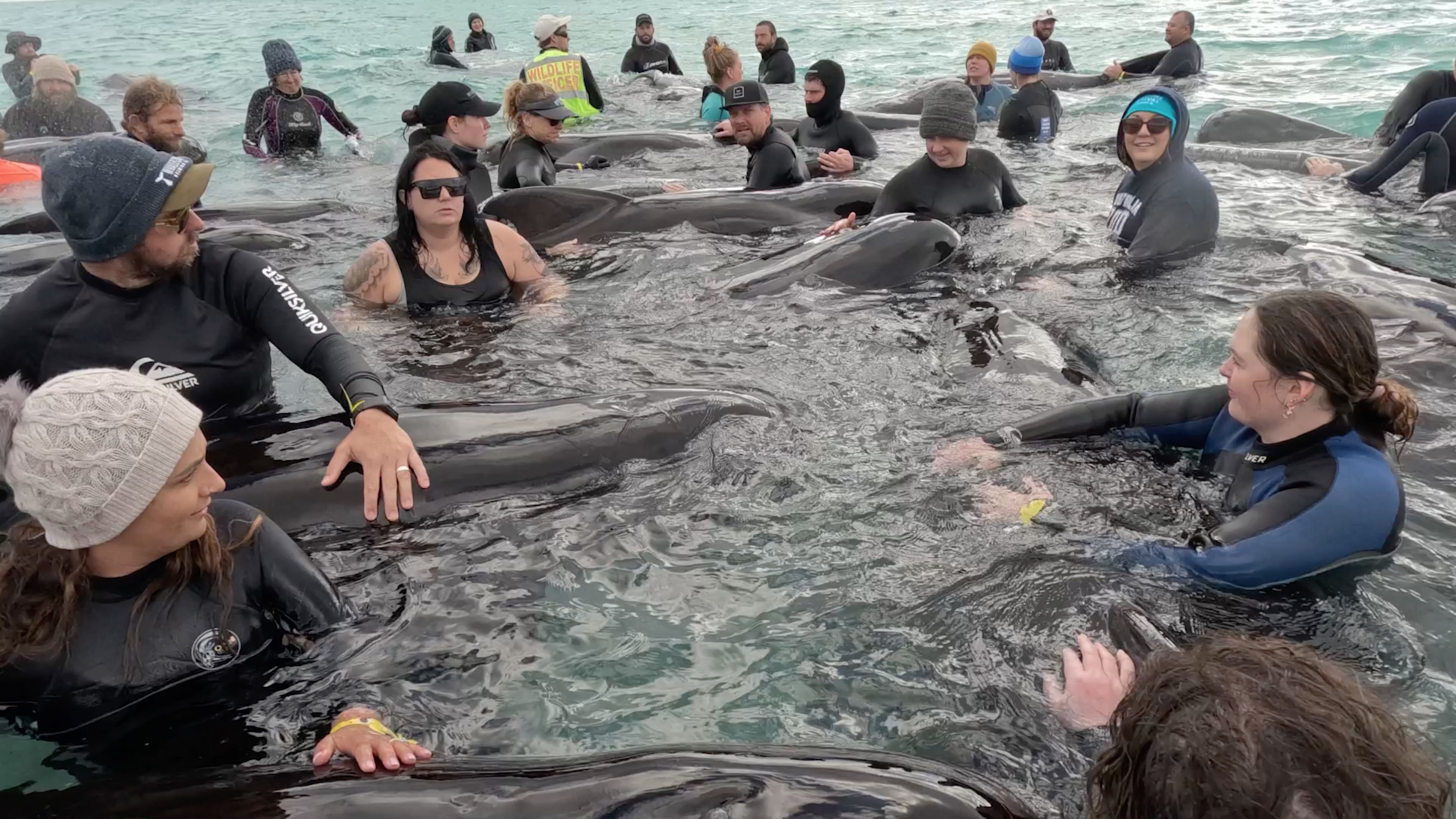 Western Australia (Australia), 26/07/2023.- A handout photo made available by Western Australia&#039;s state Department of Biodiversity, Conservation and Attractions shows volunteers working to keep a pod of long-finned pilot whales alive near Cheynes Beach east of Albany, in Western Australia, Australia, 26 July 2023. Wildlife experts are preparing to lead dozens of whales back into deep waters after 52 died in a mass stranding event on a West Australian beach. EFE/EPA/WA DBCA HANDOUT NO ARCHIVING, EDITORIAL USE ONLY HANDOUT EDITORIAL USE ONLY/NO SALES
