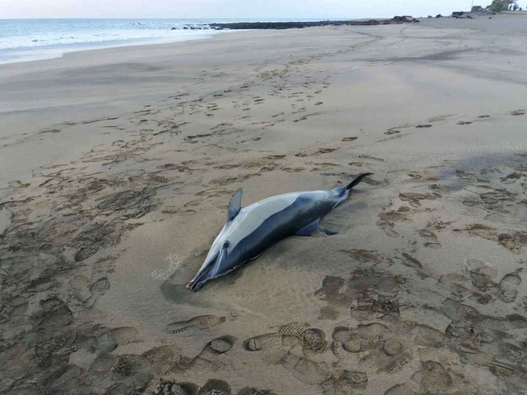 Delfín varado en Matagorda