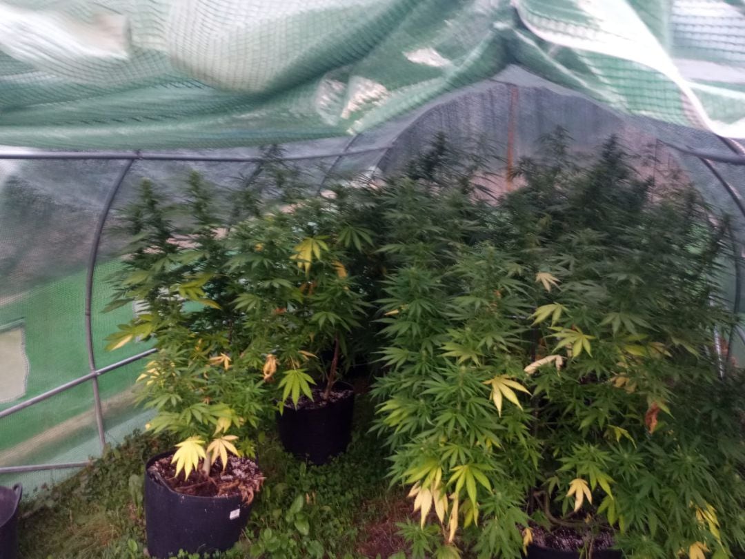 Plantas de marihuana incautadas en Valdecañada, Ponferrada.